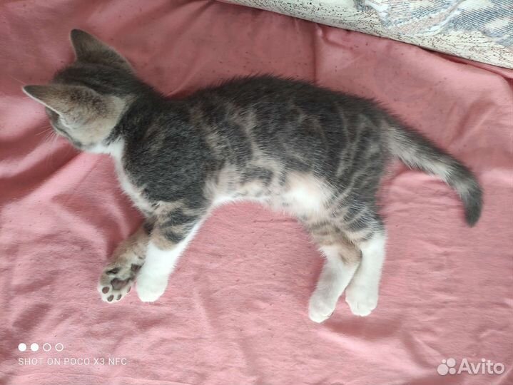 Британская кошка