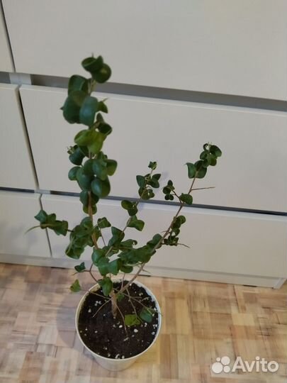 Фикус букле