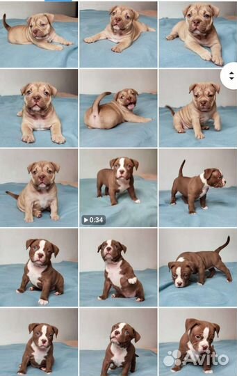 Щенки американский булли