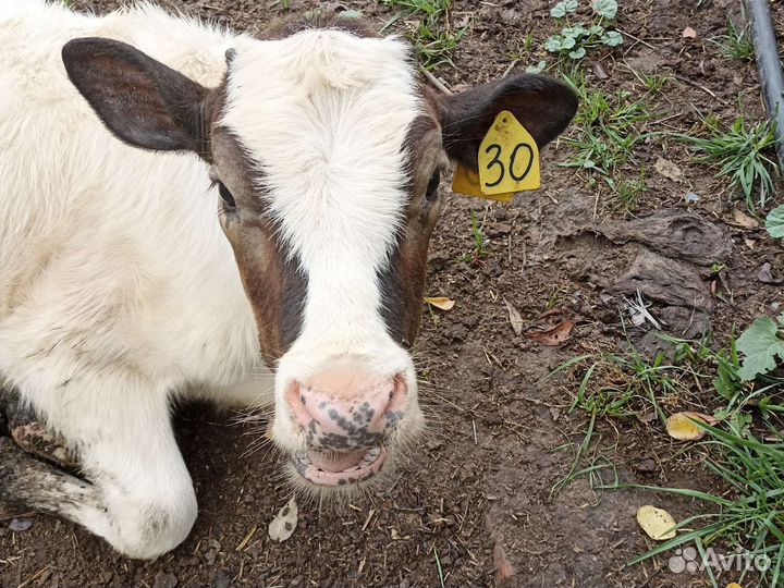 Телята телки