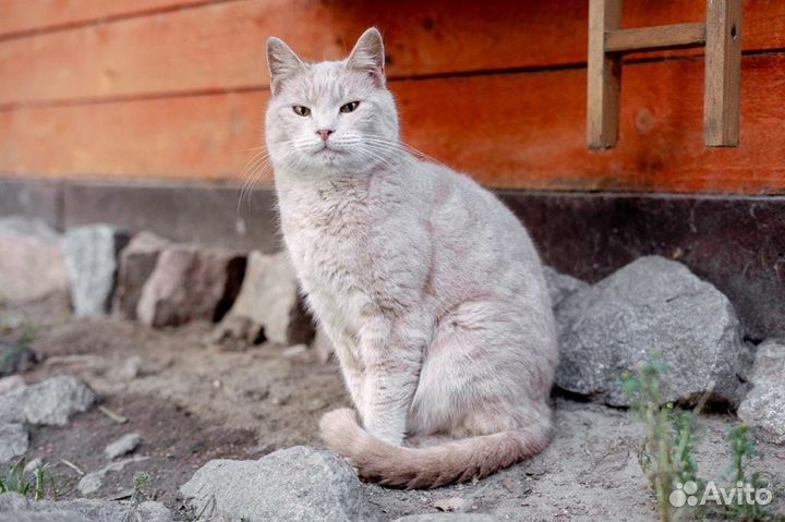 Отдам в добрые руки