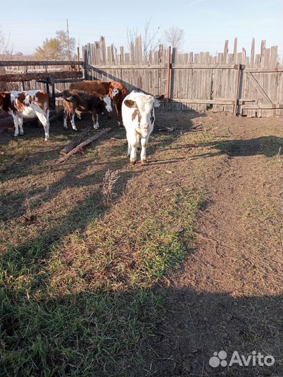 Телята бычки