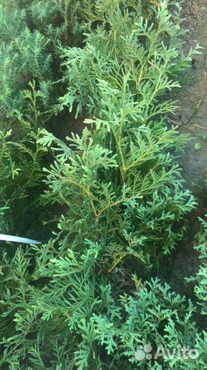 Продаются саженцы хвойных растений
