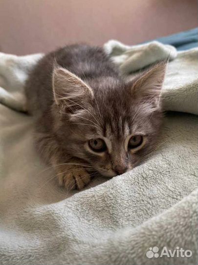 Сомалийская кошка