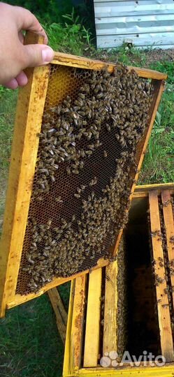 Рамки для пчёл сушь бу