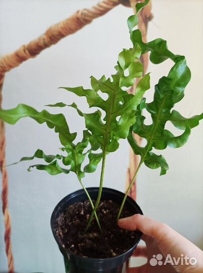 Папоротник нефролепис Зеленая волна