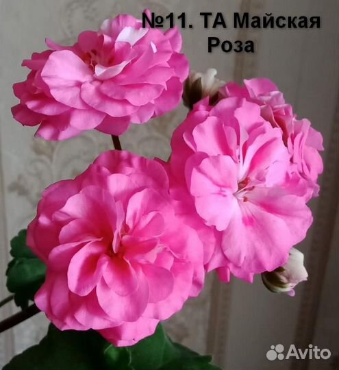 Пеларгония