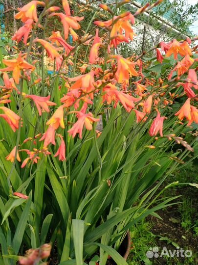 Монтбреция (японский гладиолус)