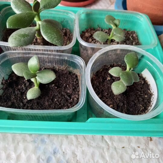 Каланхоэ лечебное продам