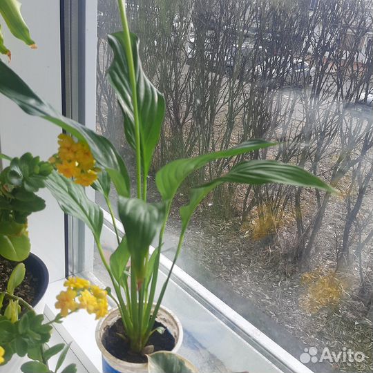 Комнатные растения цветы