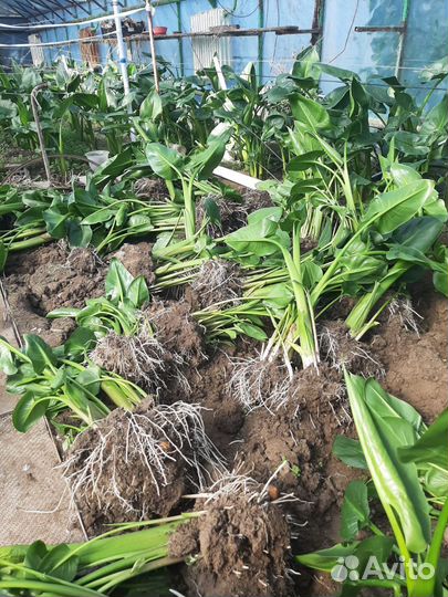 Искусственные цветы