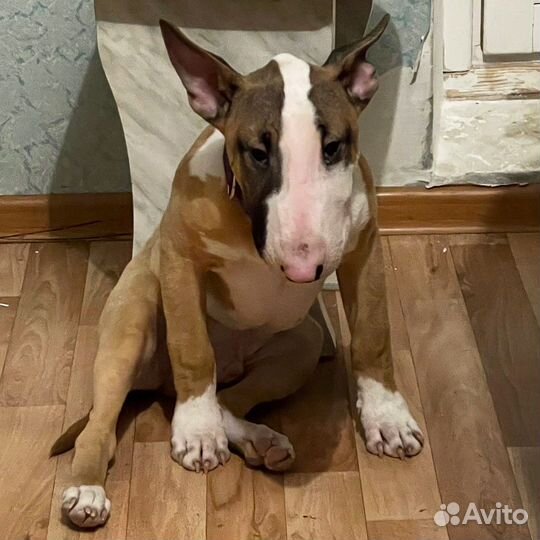 Бультерьер