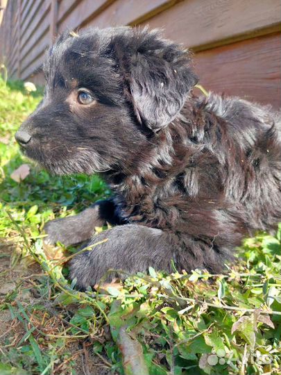 Кудряшка Ной