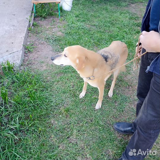 Продам русскую гончую