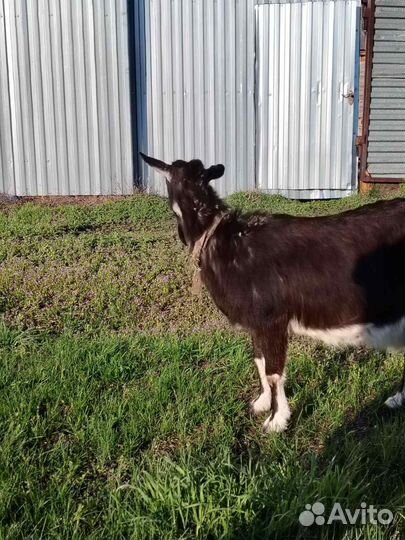 Продам козу