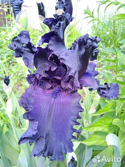 Ирисы бородатые сортовые