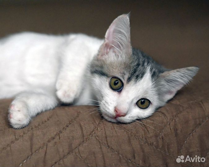 Котенок девочка 2 месяца