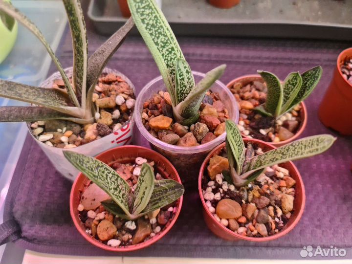 Суккуленты для начинающих