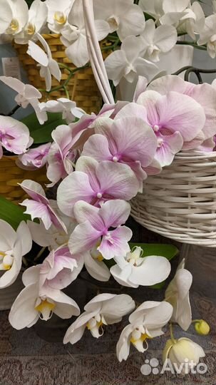 Орхидея фаленопсис биг лип