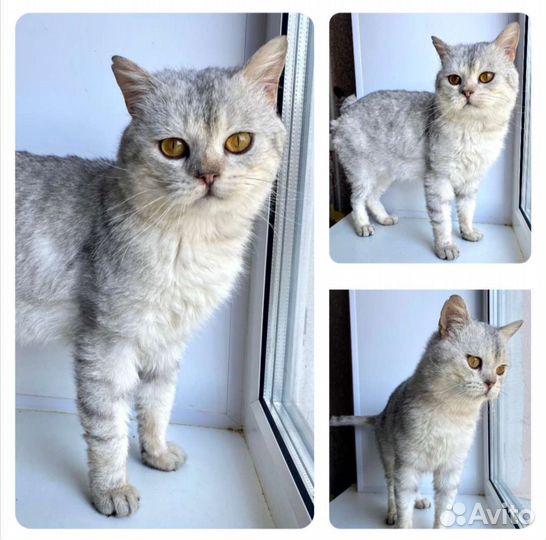 Британский кот