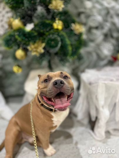 Американский булли вязка