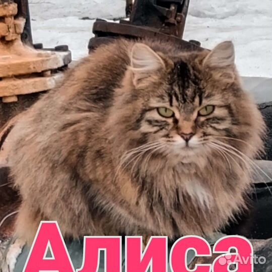 Сибирская кошка метис в добрые руки