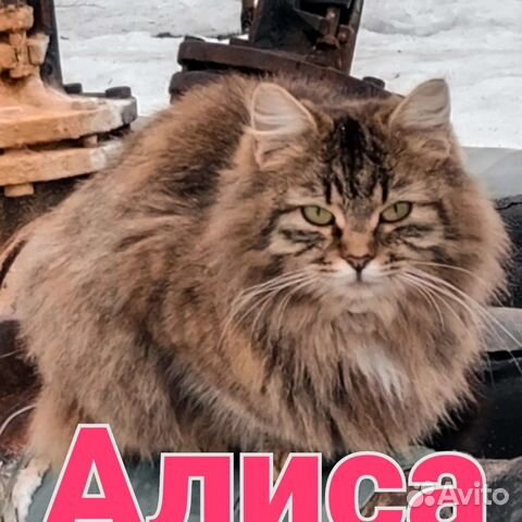 Сибирская кошка метис в добрые руки