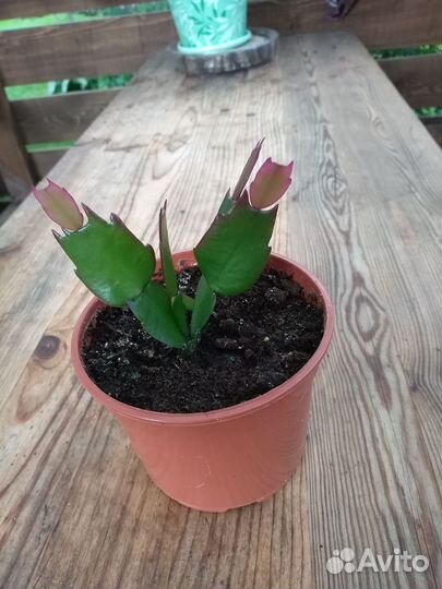 Отростки декабриста, на 2 фото цвет цветка