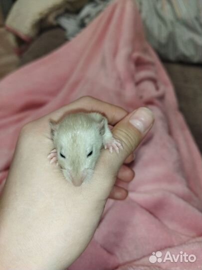 Крыса дамбо