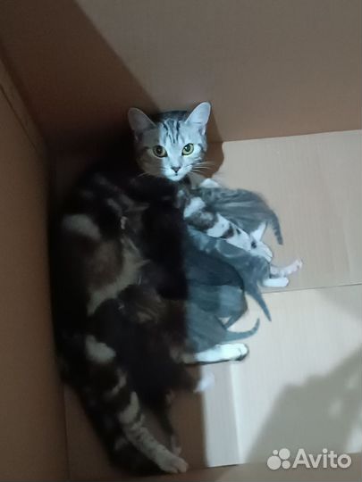 Котята в добрые руки приучены к лотку
