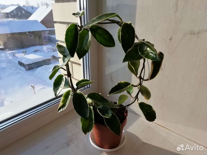 Продаю черенки хойи