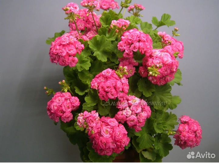 Пеларгония герань