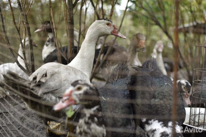 Утки индоутки