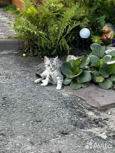 Кошки в дар