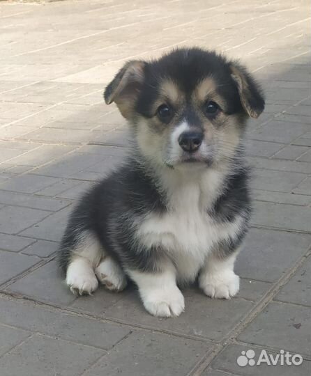 Вельш-корги щенки