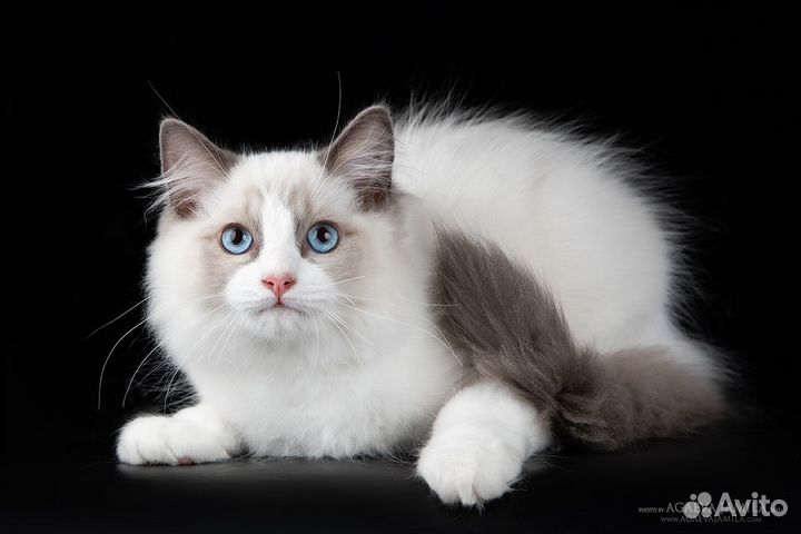 Котейка рэгдолл