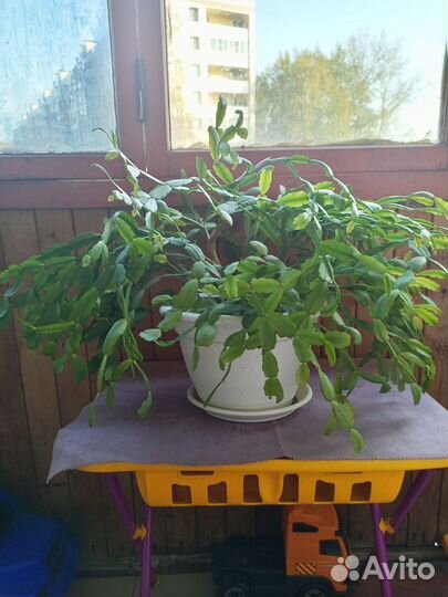 Цветок декабрист