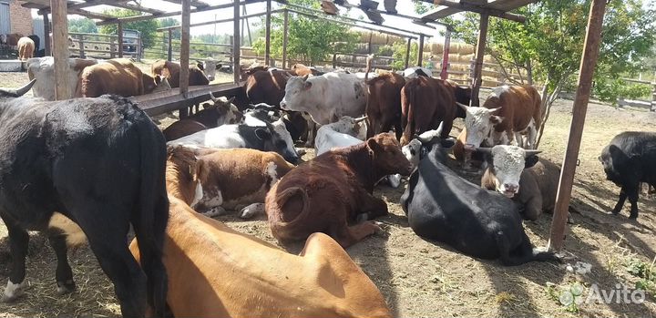 Бычки и быки