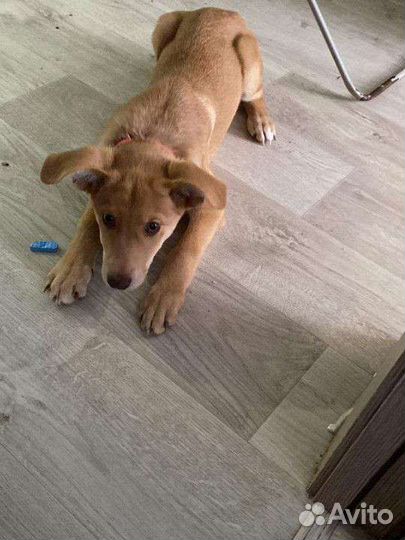 Щенок мальчик