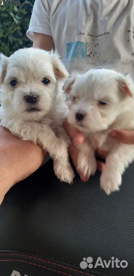 Мальтийская болонка мольтезе