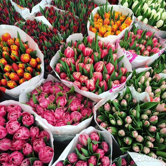 Тюльпаны 95р