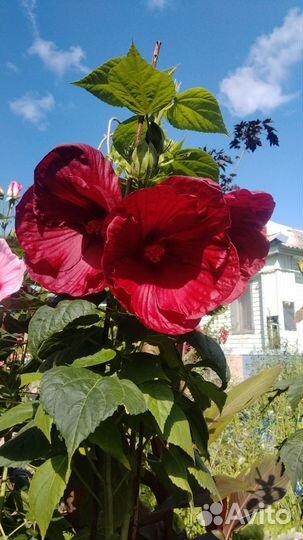 Гортензия метельчатая,крупнолистовая,будлея