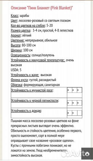 Роза Пинк Бланкет