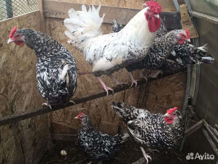 Пушкинские цыплята. Инкубационное яйцо