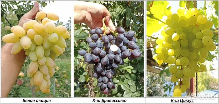 Черенки столового винограда, новые гф и сорта