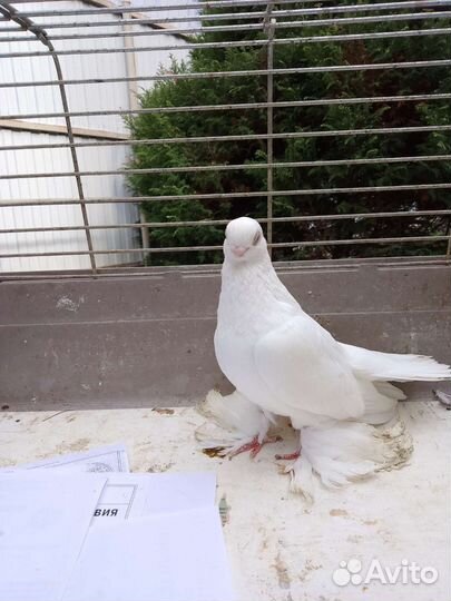 Голуби узбекской породы