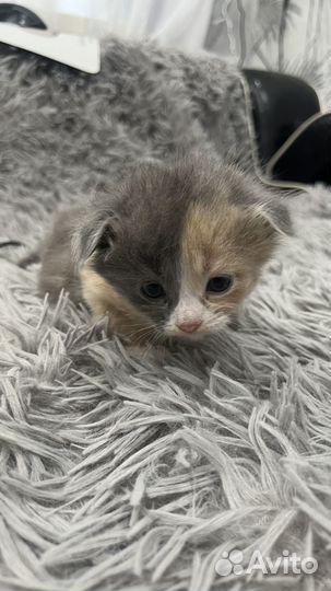 Вислоухие котята