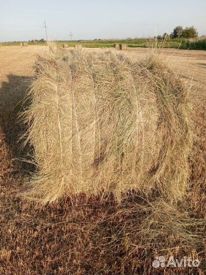 Сено в рулонах также в тюках заказ на тюки от -20