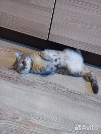 Британская кошка