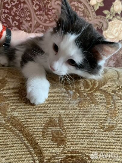 Сибирские котята